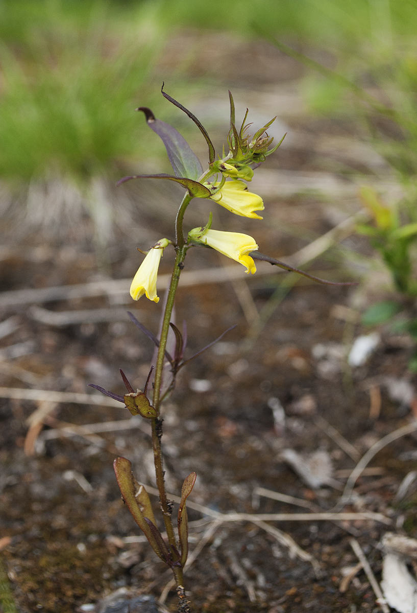 Изображение особи Melampyrum pratense.