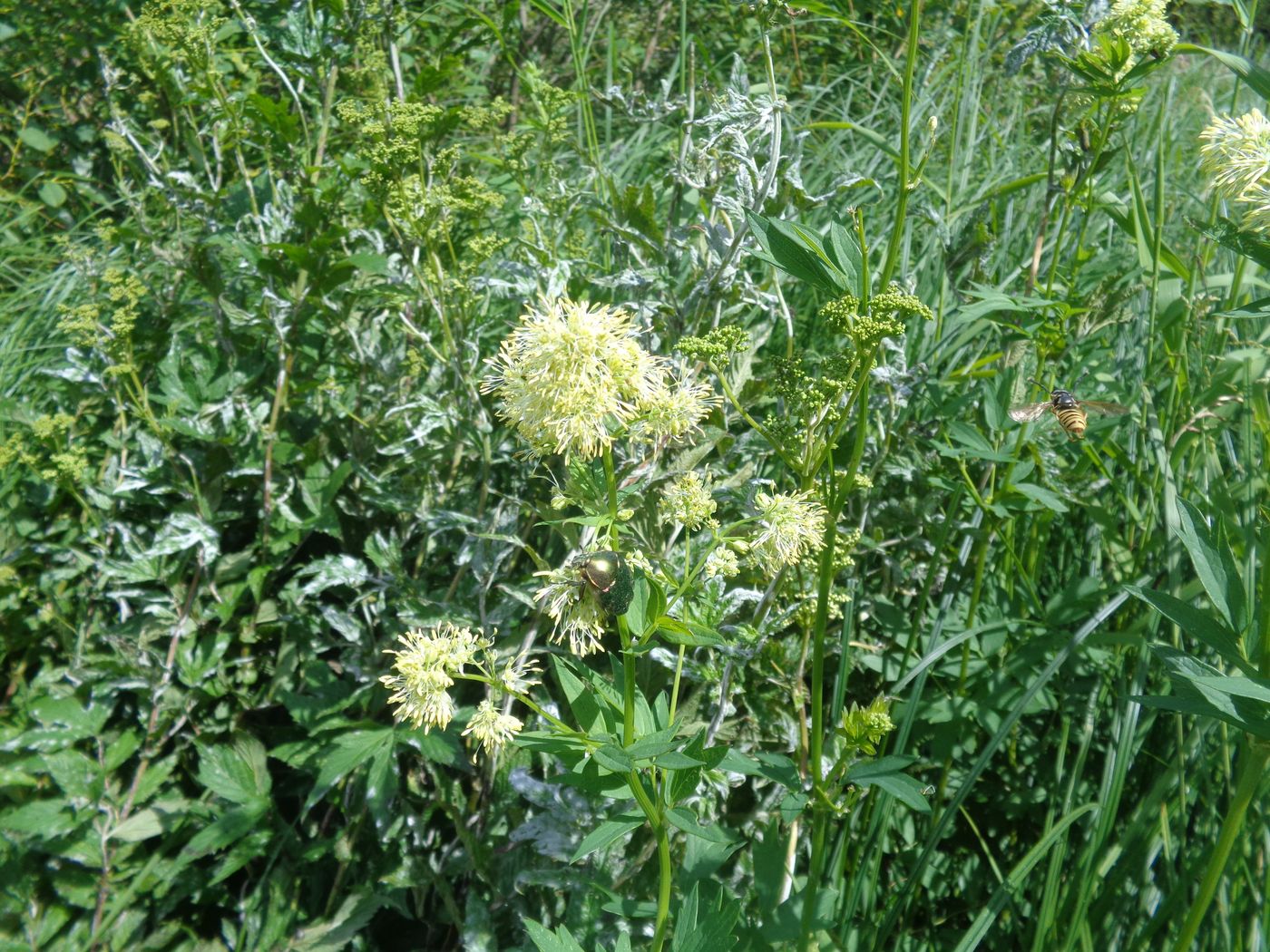 Image of Thalictrum flavum specimen.