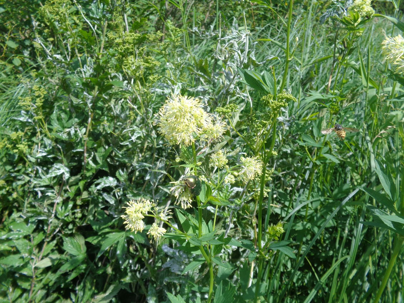 Изображение особи Thalictrum flavum.