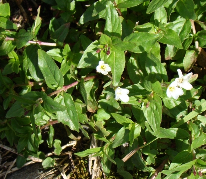 Image of genus Epilobium specimen.