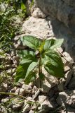 Scrophularia nodosa. Молодое растение. Псковская обл., Псковский р-н, окр. погоста Выбуты, берег р. Великая, каменистая россыпь у подошвы известнякового обрыва. 26.06.2018.