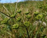 Heracleum sibiricum. Соплодие с незрелыми плодами. Украина, Днепропетровская обл., Апостоловский р-н, Токовский сельский совет, берег р. Каменка возле Токовских водопадов. 04.08.2018.