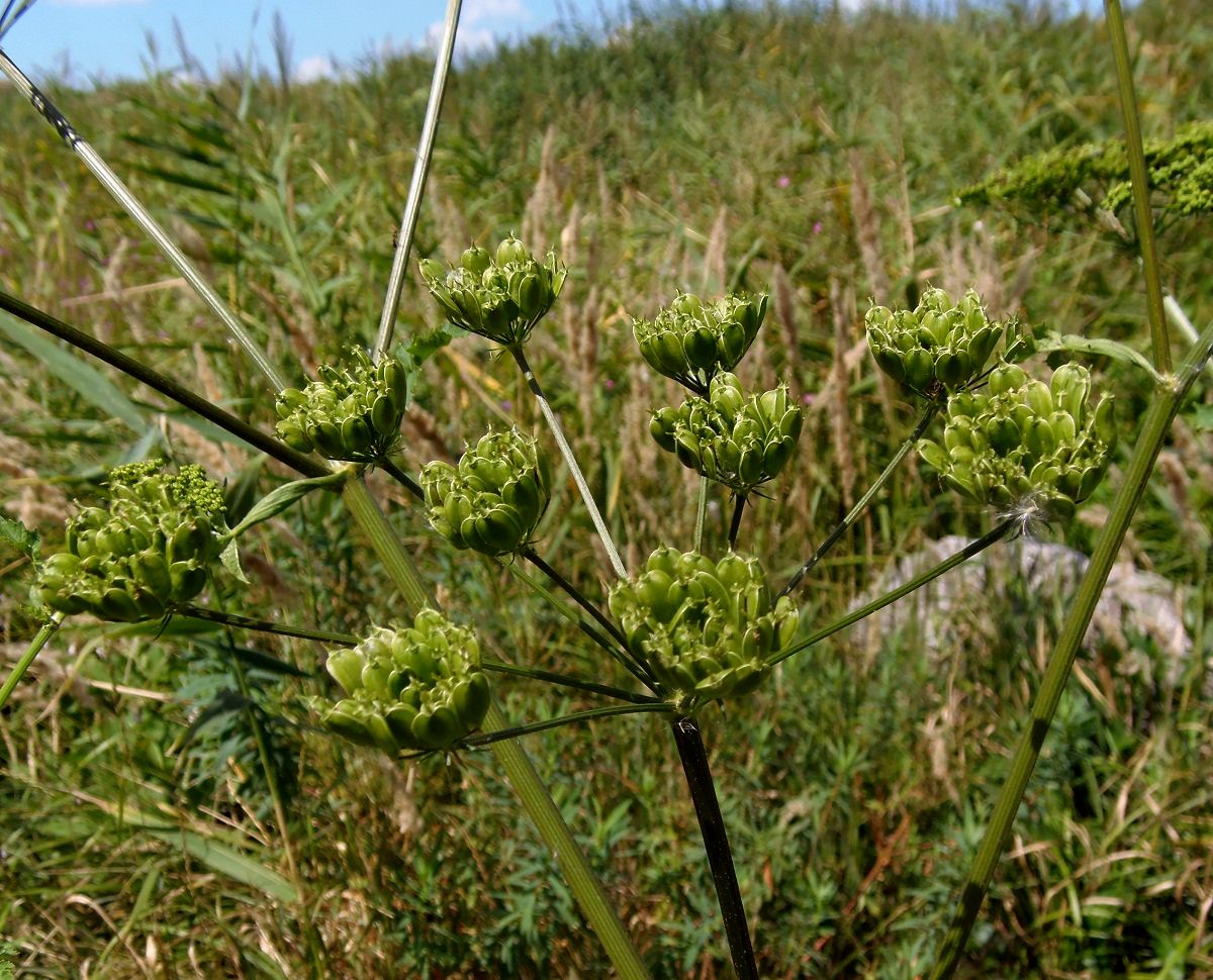 Изображение особи Heracleum sibiricum.