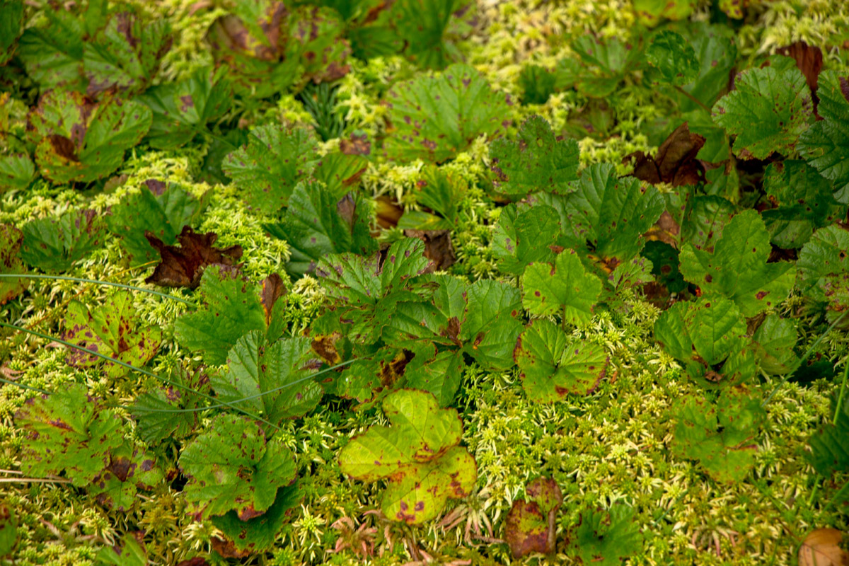 Изображение особи Rubus chamaemorus.