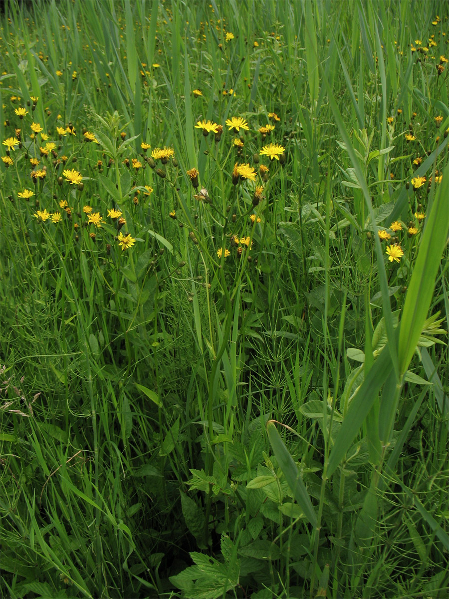 Image of Crepis paludosa specimen.