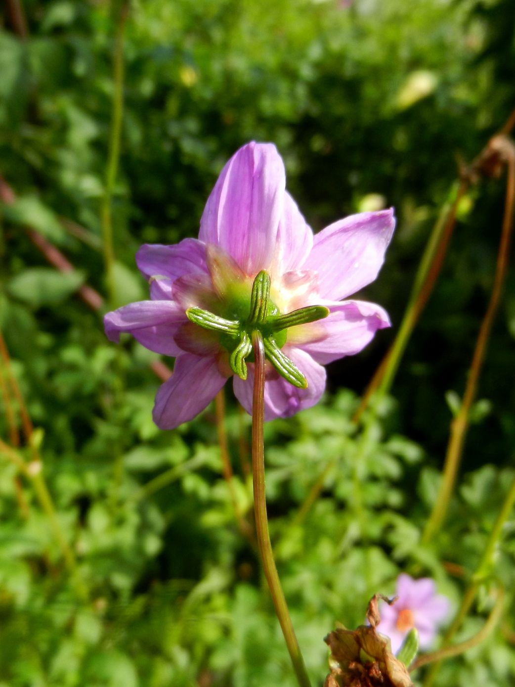 Image of Dahlia merckii specimen.