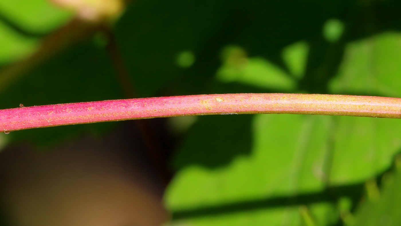 Image of Ampelopsis japonica specimen.