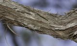 Allocasuarina inophloia