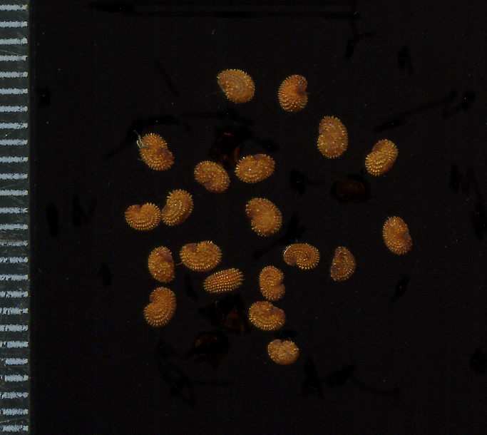 Image of Stellaria holostea specimen.