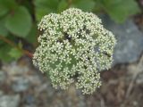 Ligusticum scoticum