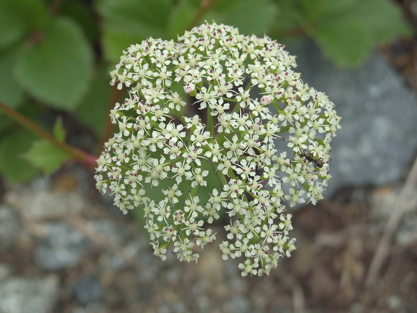 Image of Ligusticum scoticum specimen.