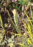 Leontodon asperrimus