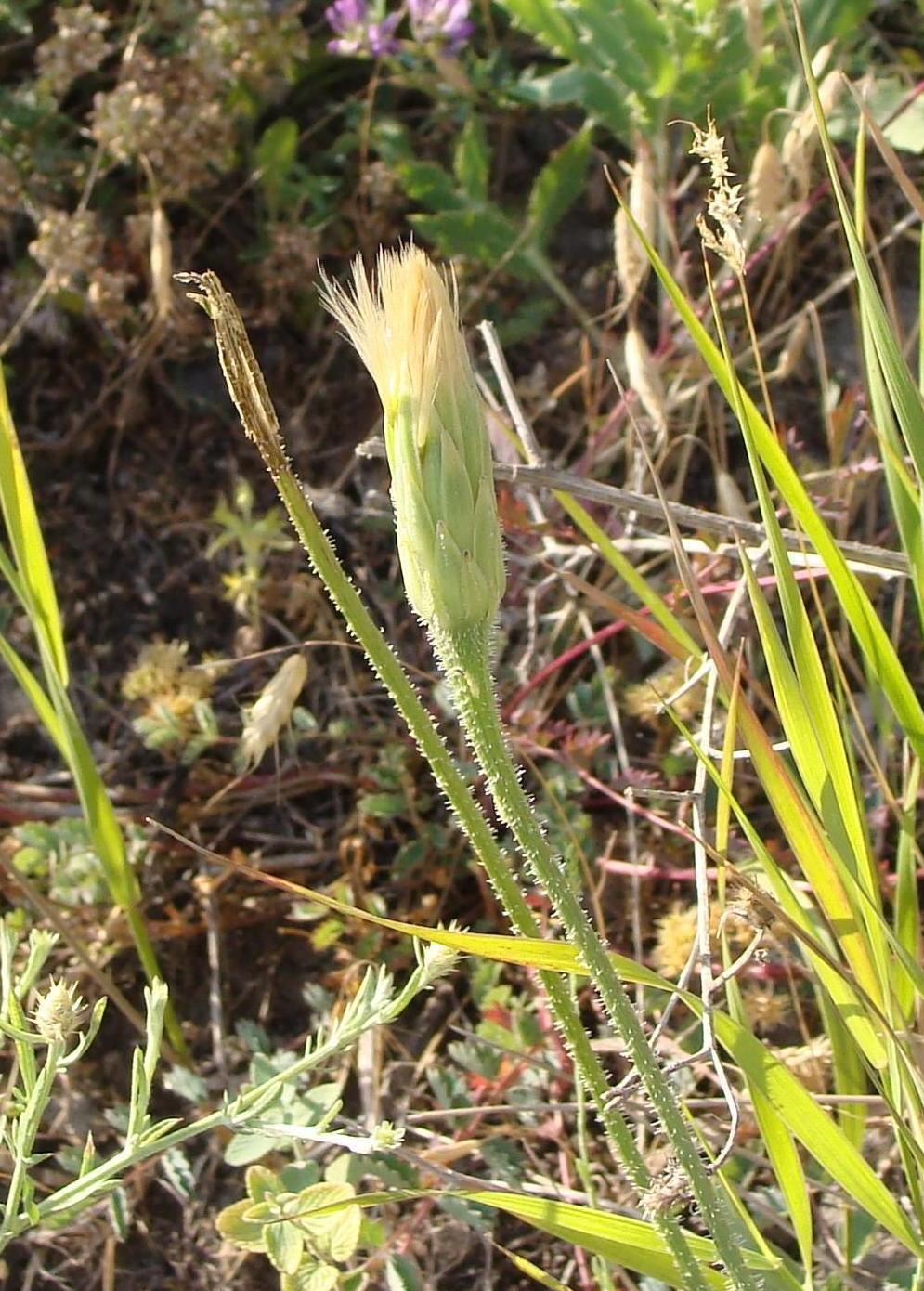 Image of Leontodon asperrimus specimen.