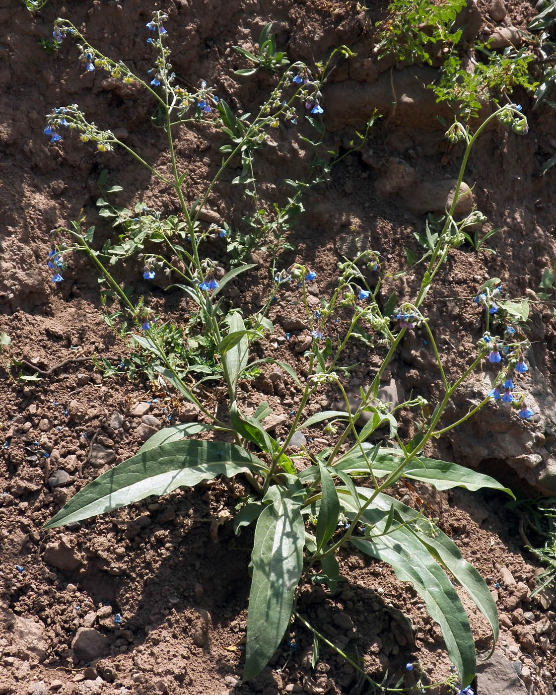 Изображение особи Lindelofia macrostyla.