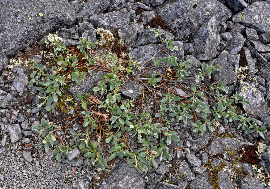 Изображение особи Salix lanata.