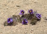 Pulsatilla turczaninovii