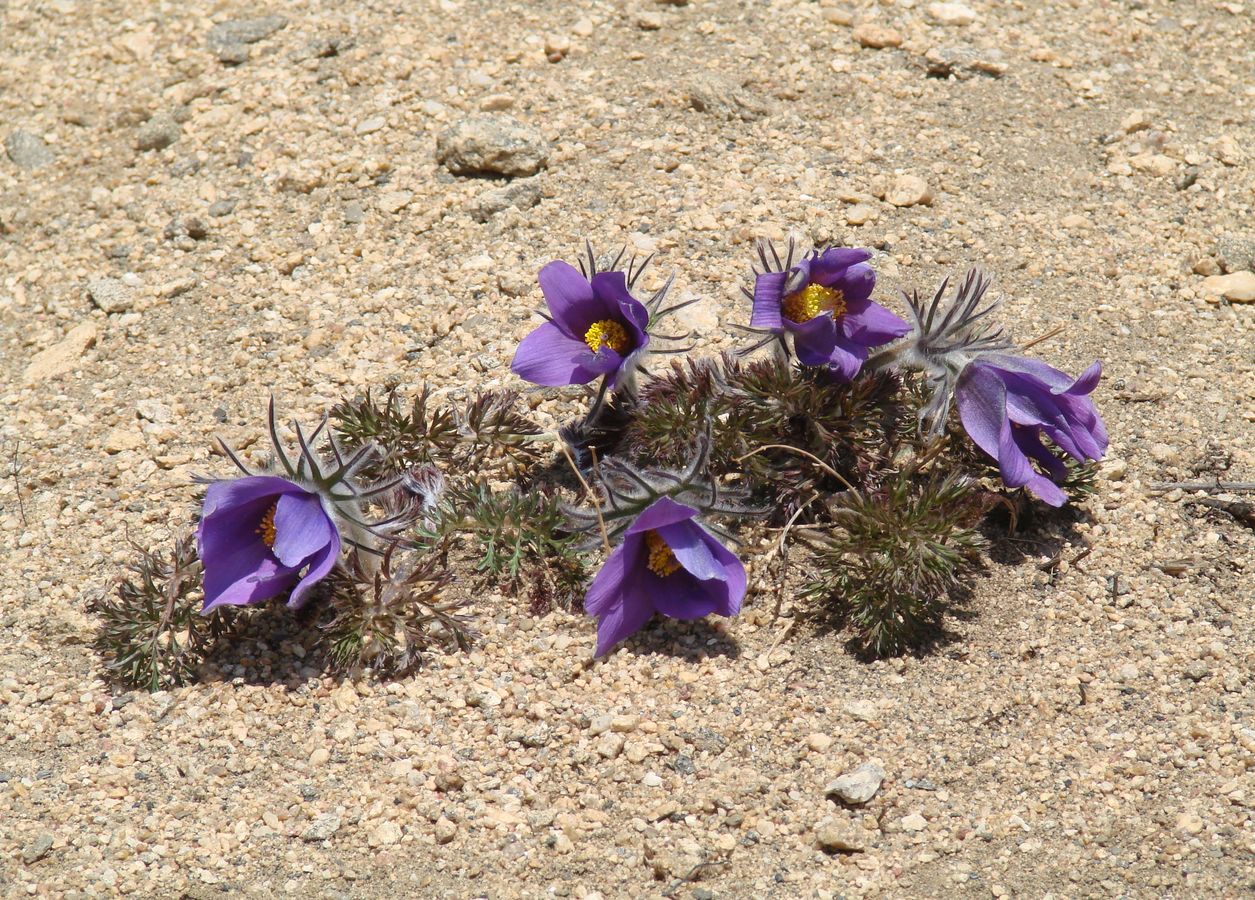 Image of Pulsatilla turczaninovii specimen.