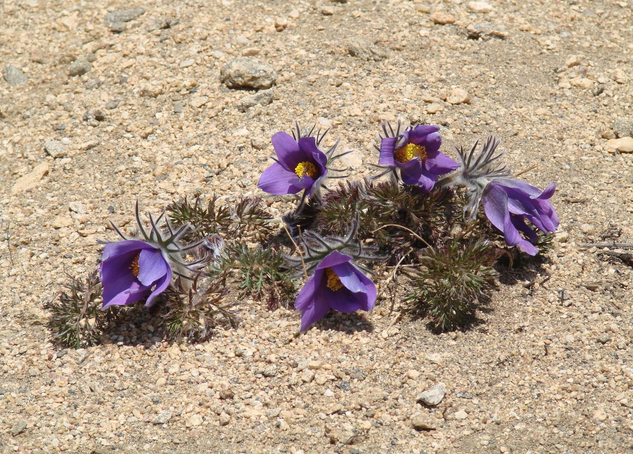 Изображение особи Pulsatilla turczaninovii.