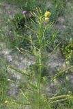 Erucastrum armoracioides. Верхняя часть растения. Крым, известняковые холмы в окр. с. Верхнесадовое. 6 июня 2010 г.