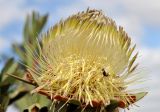 Protea lanceolata