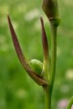 Gladiolus imbricatus. Завязавшийся плод. Украина, Ивано-Франковская обл., Галичский р-н, окр. с. Бовшев, Касова гора, луговой склон. 24 июня 2010 г.