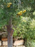Afrocarpus falcatus