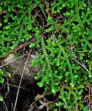 Selaginella denticulata