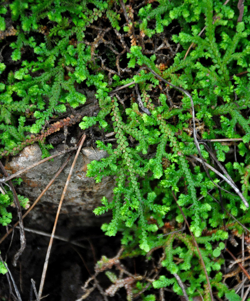 Image of Selaginella denticulata specimen.