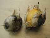 Allium rosenorum