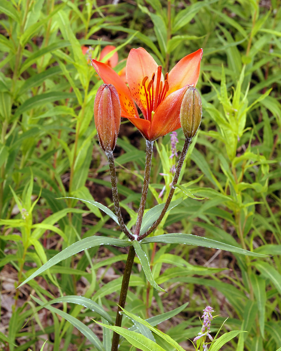 Image of Lilium pensylvanicum specimen.