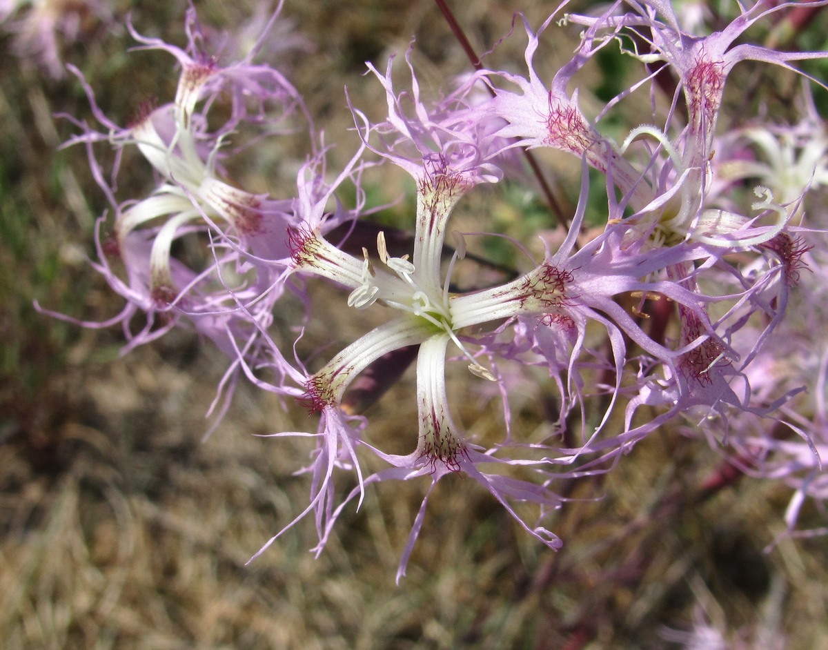 Изображение особи Dianthus superbus.