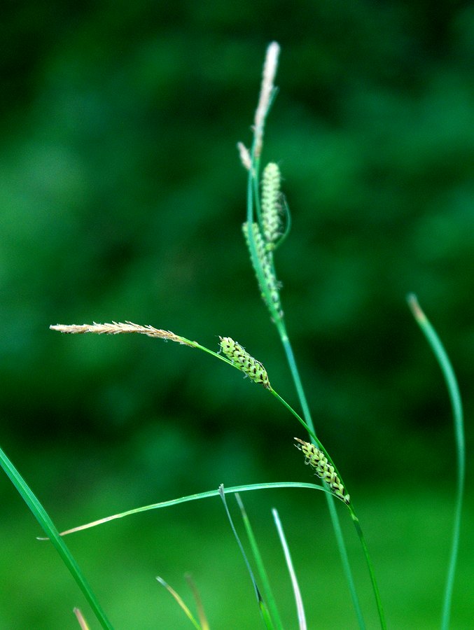 Изображение особи Carex juncella.