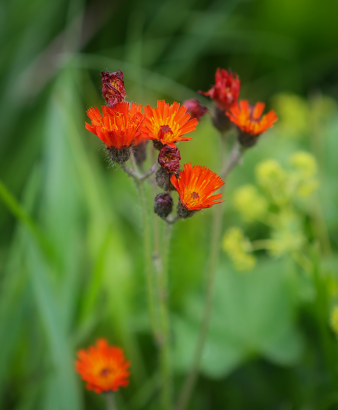 Image of Pilosella aurantiaca specimen.