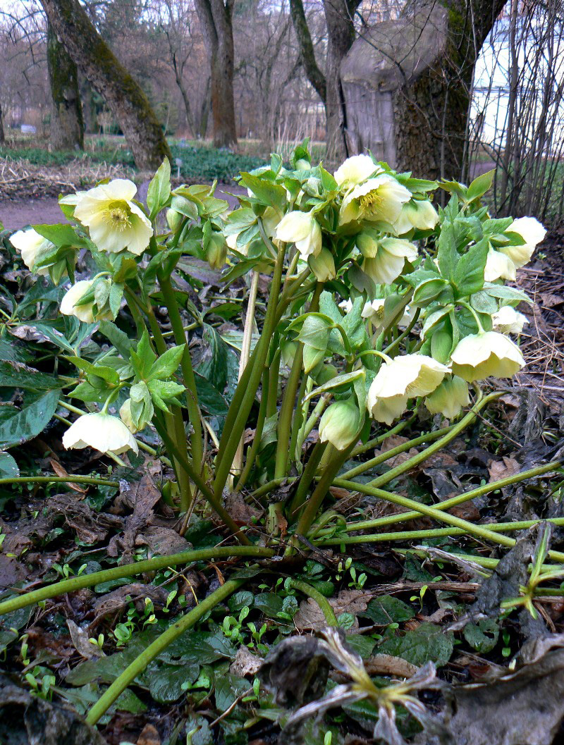 Image of Helleborus caucasicus specimen.