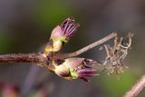 Sambucus sibirica