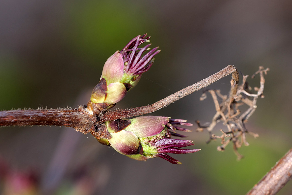 Изображение особи Sambucus sibirica.