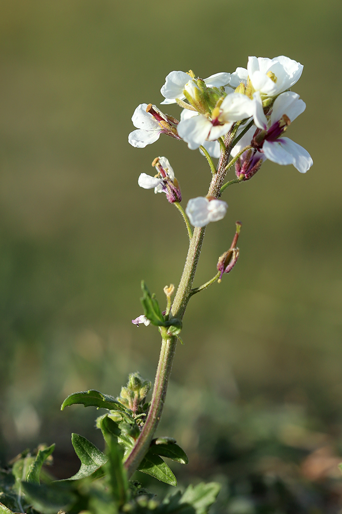 Изображение особи Diplotaxis erucoides.