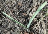 Allium tulipifolium