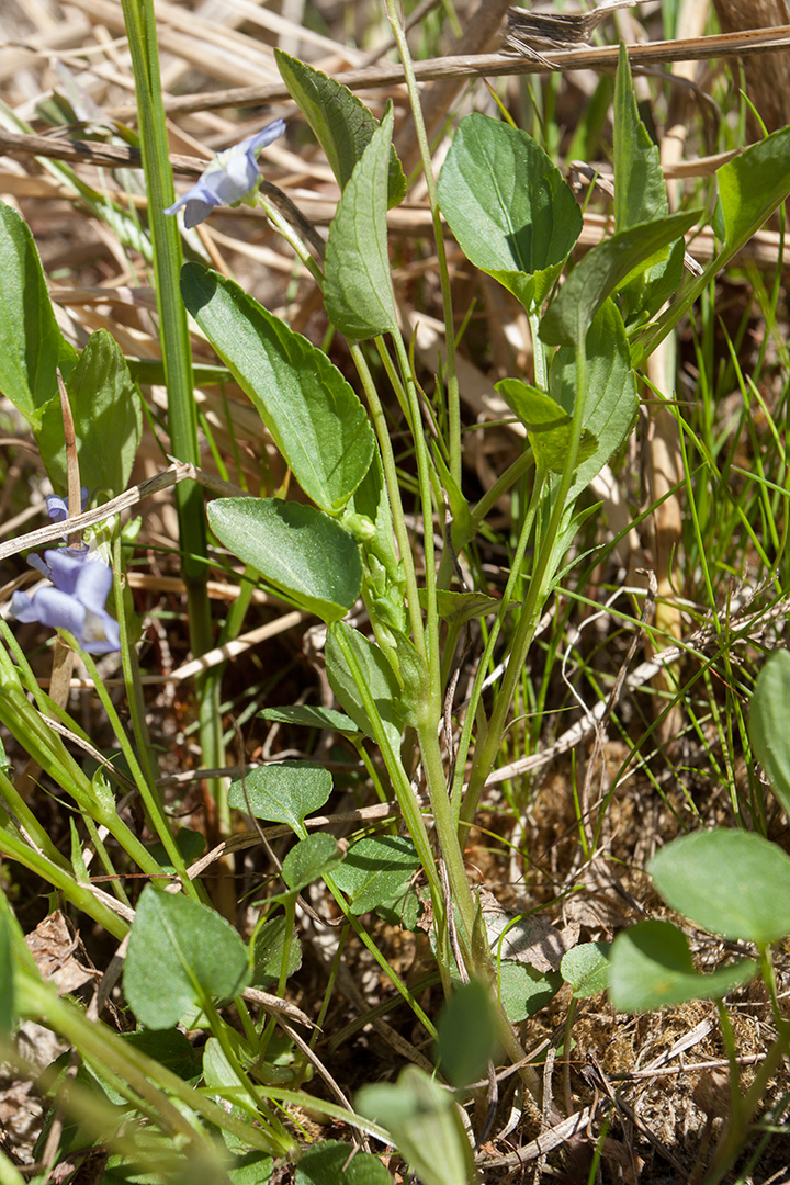 Image of genus Viola specimen.