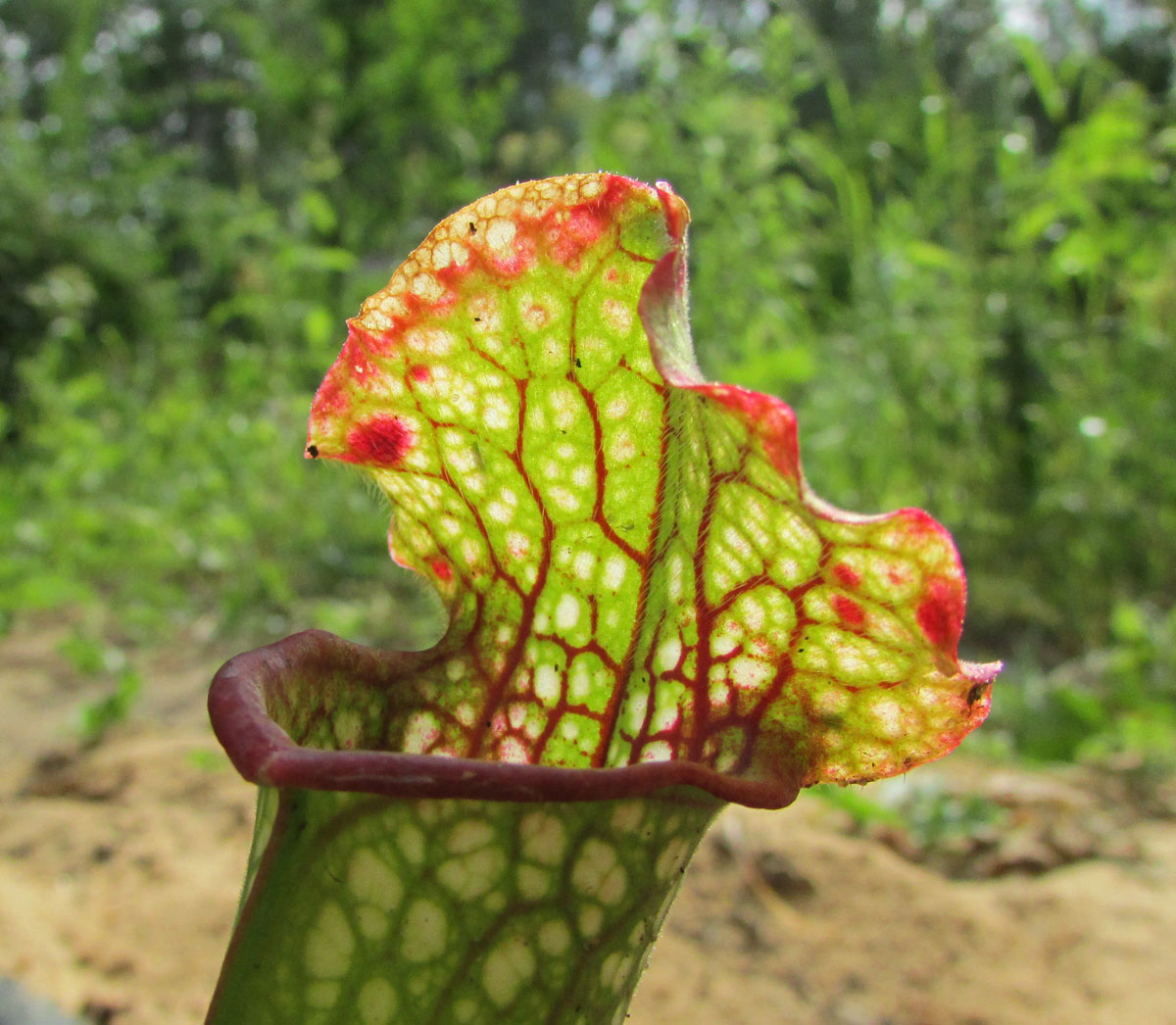 Изображение особи Sarracenia leucophylla.