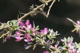 Halimodendron halodendron. Часть цветущей ветви. Узбекистан, Наманганская обл., Чустский р-н, окр. кишлака Сувбузган, глинисто-каменистый берег р. Гава-Сай. 09.05.2019.