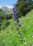 Delphinium flexuosum