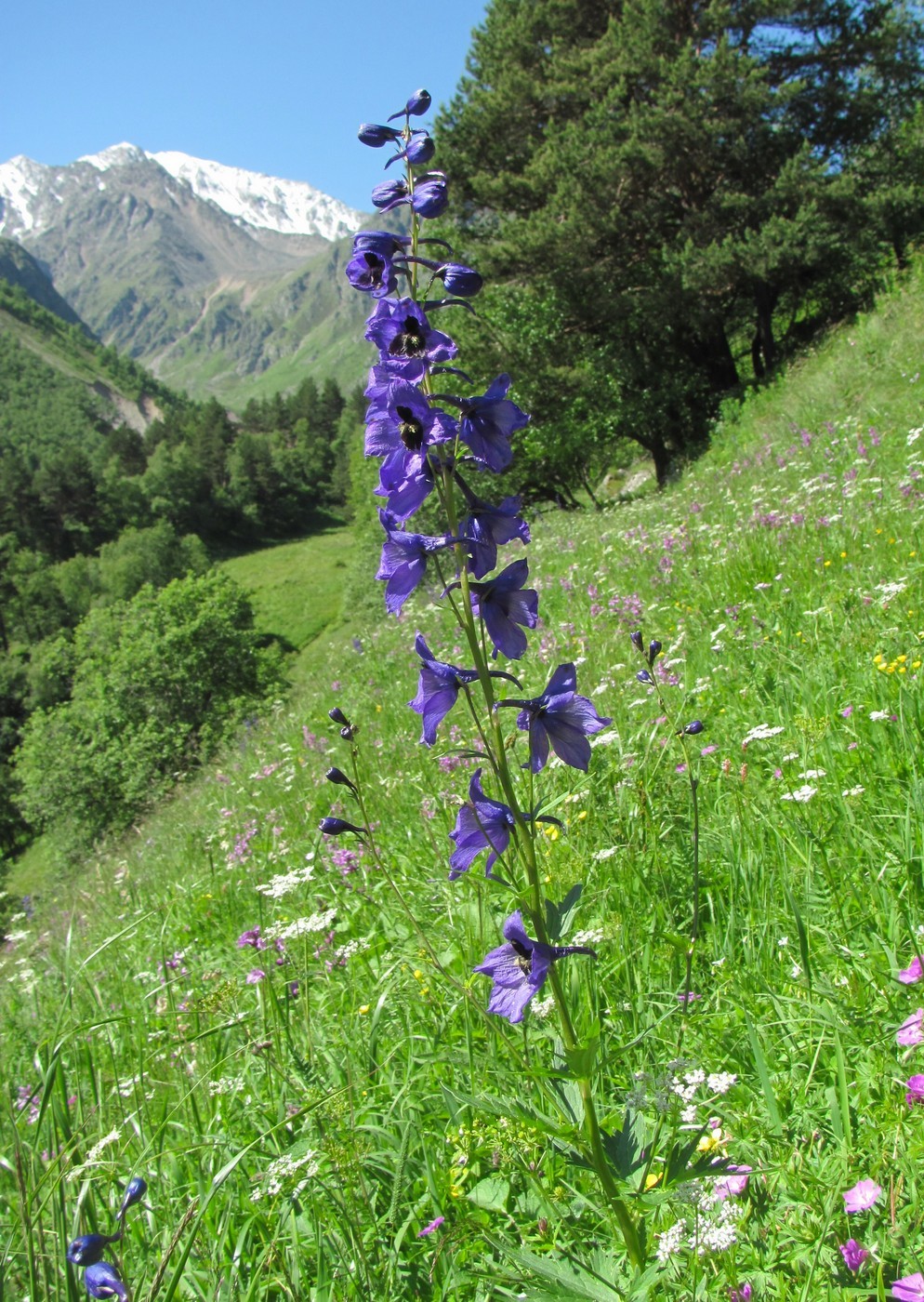 Изображение особи Delphinium flexuosum.