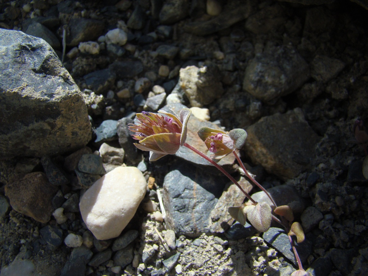 Image of Nepeta globifera specimen.