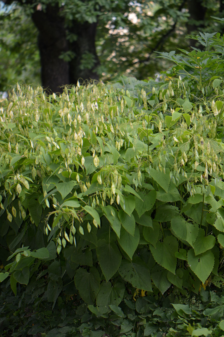 Изображение особи Lunaria rediviva.