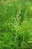 Brachypodium pinnatum