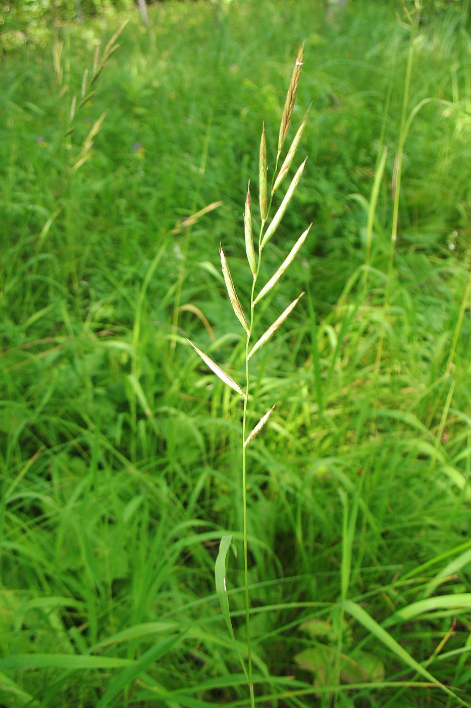 Изображение особи Brachypodium pinnatum.