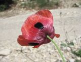 Papaver litwinowii. Цветок (вид снизу). Дагестан, окр. с. Талги, у дороги. 05.06.2019.