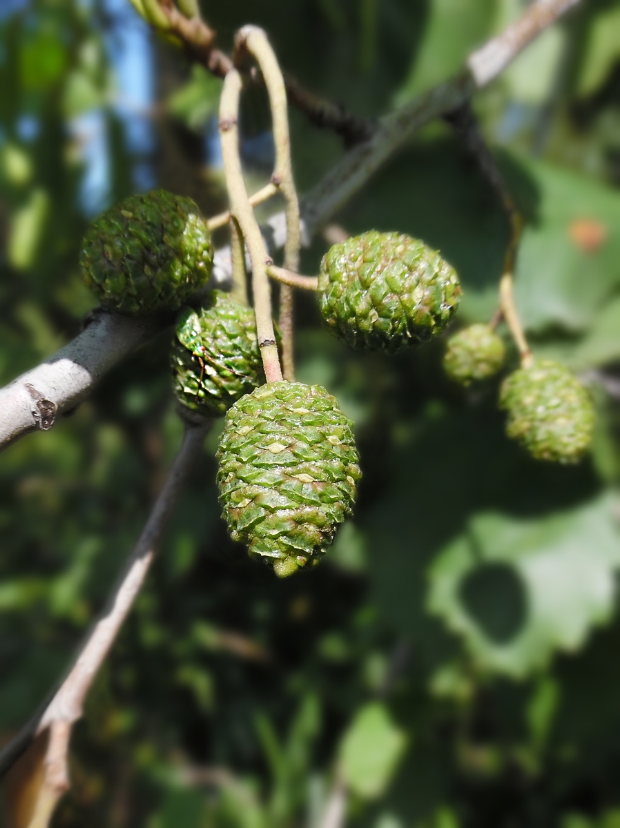 Изображение особи Alnus glutinosa.