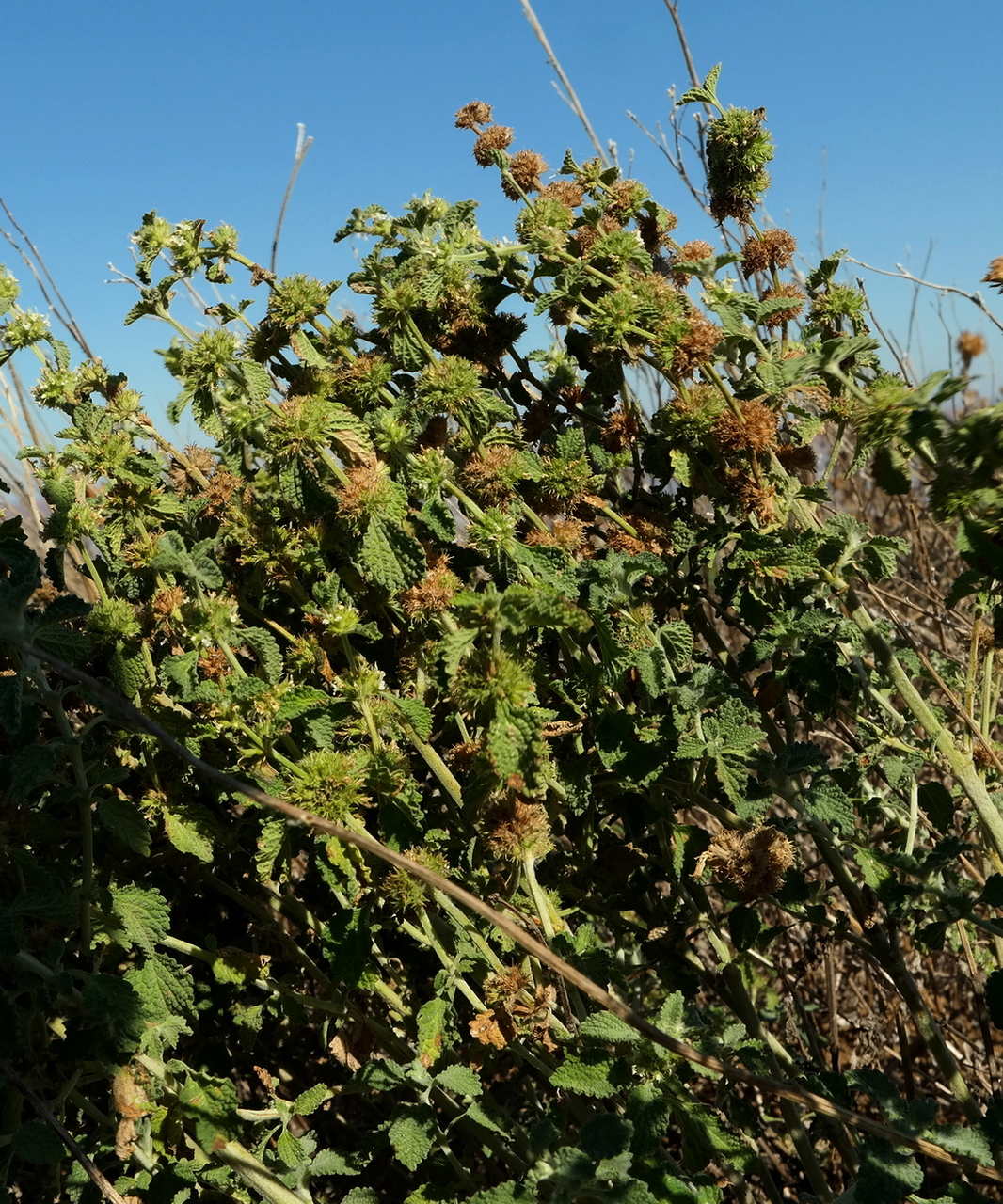 Изображение особи Marrubium vulgare.